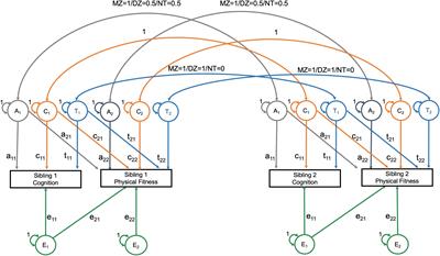 Associations Between Physical Fitness and Brain Structure in Young Adulthood
